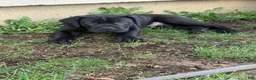 Cane Corso dogs for sale: Cane Corso Puppy 3 - Ad 6