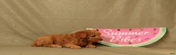 Miniature Poodle dogs for sale: Declan - Ad 4