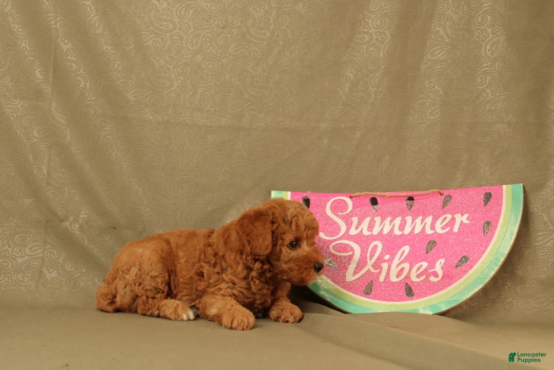 Miniature Poodle dogs for sale: Declan - Ad 4