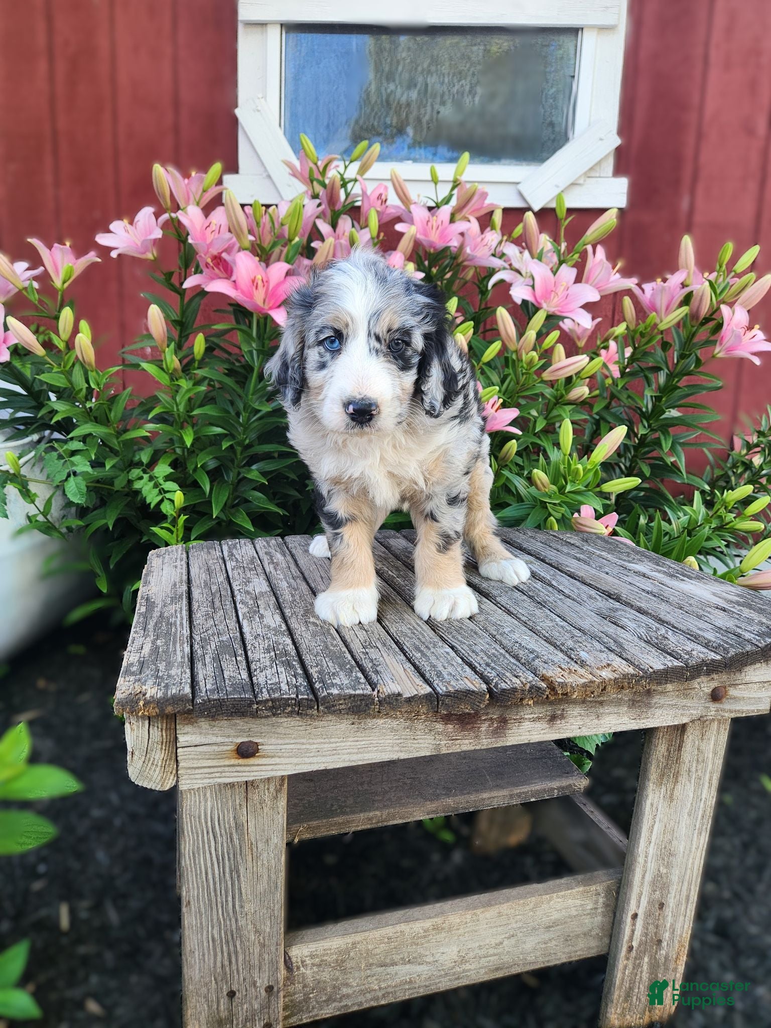 Bernedoodle dogs Colt - Ad 1