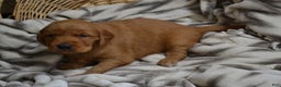 Golden Retriever dogs for sale: Bambi - Ad 12