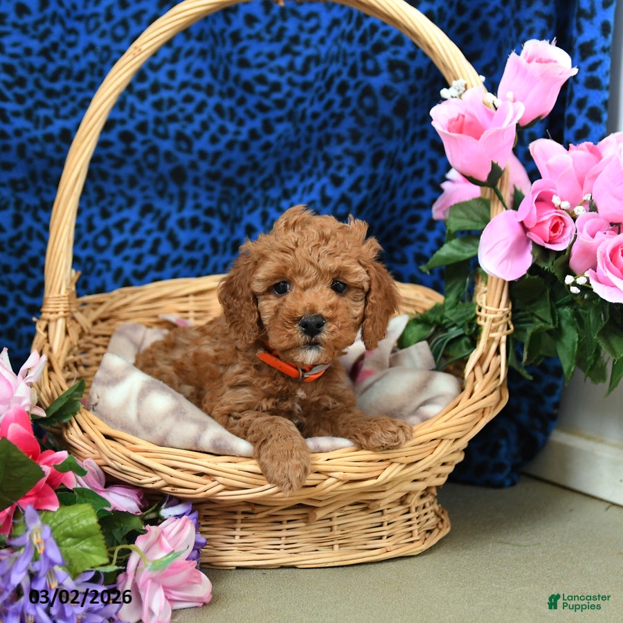 Miniature Poodle dogs Eden - Ad 2