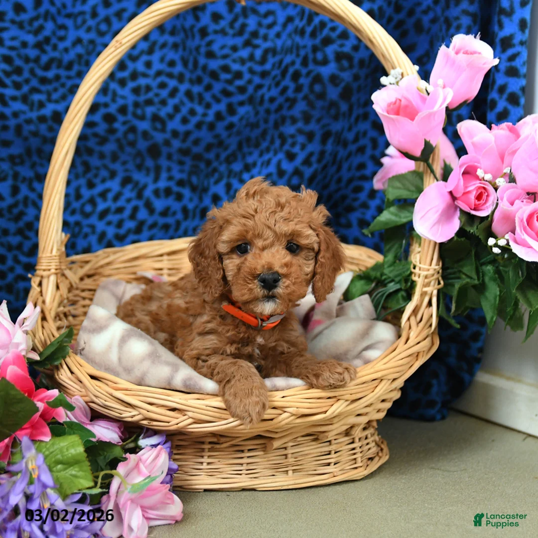 Miniature Poodle dogs for sale: Eden - Ad 2