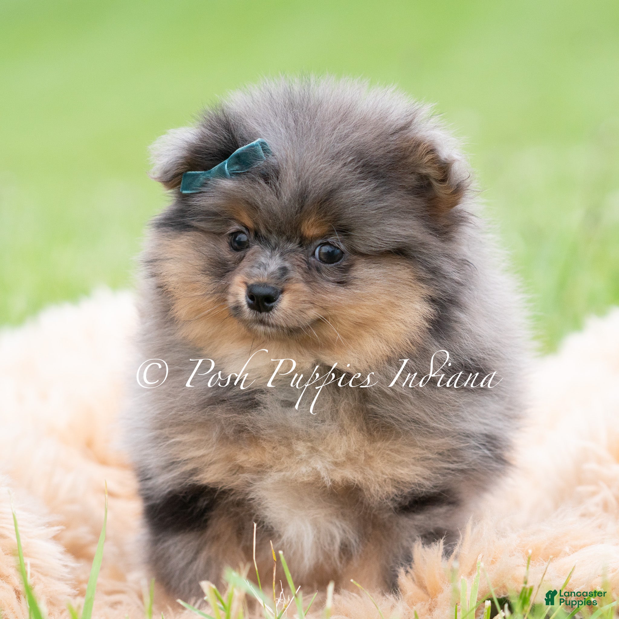Pomeranian dogs for sale: Diego AKC - Ad 2