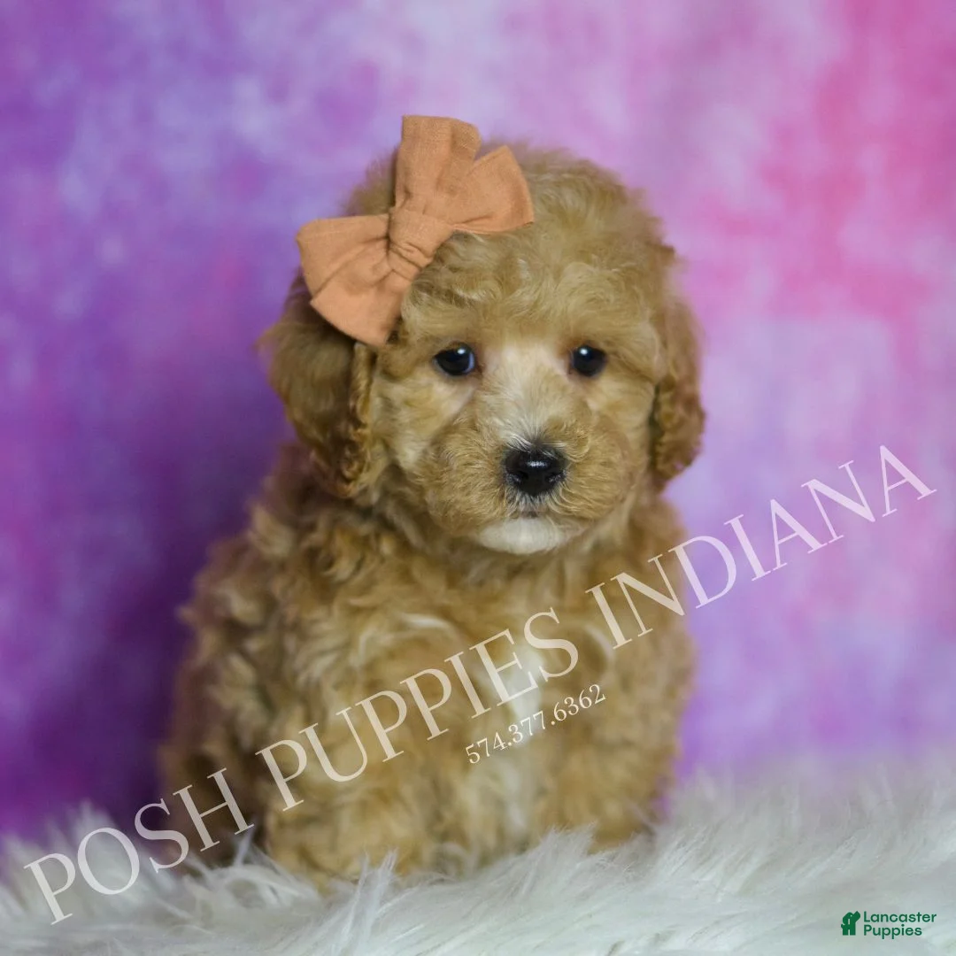 Maltipoo dogs for sale: Fizzy - Ad 1