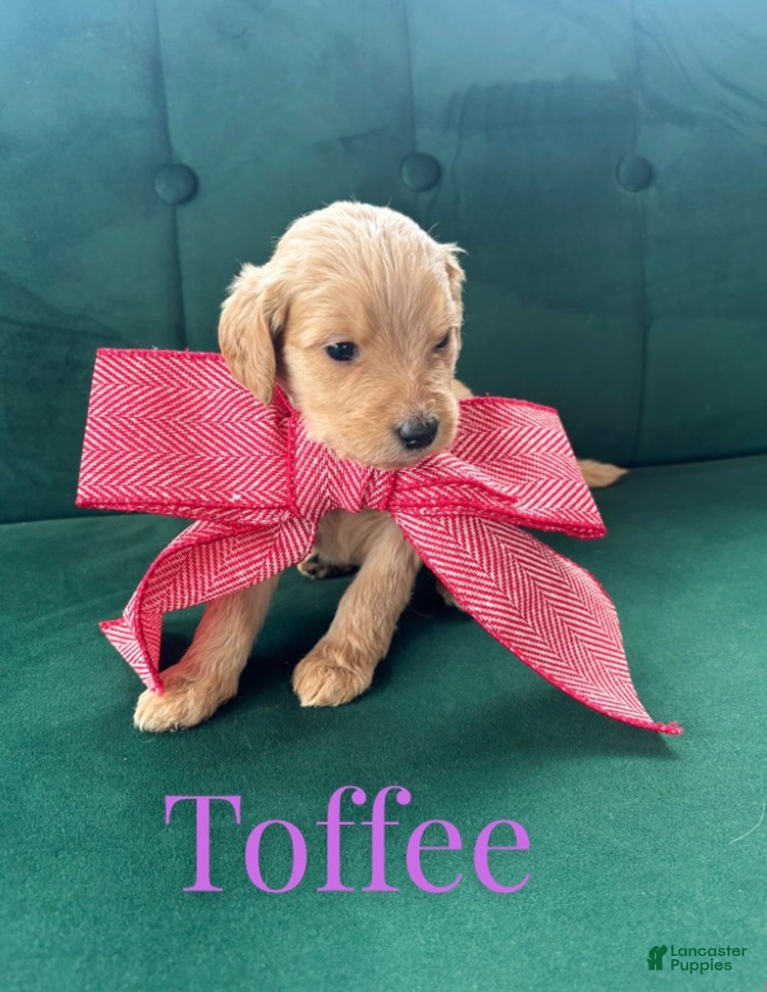 Goldendoodle dogs for sale: Toffee - Ad 4