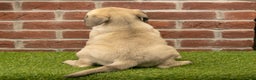 English Mastiff dogs for sale: Misty - Ad 5