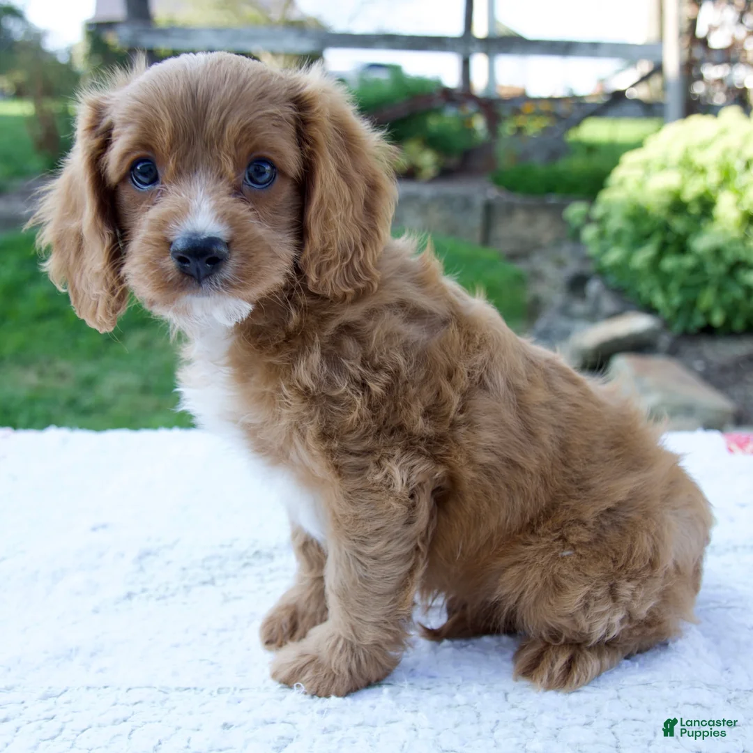 Cavapoo dogs for sale: Eddy - Ad 2