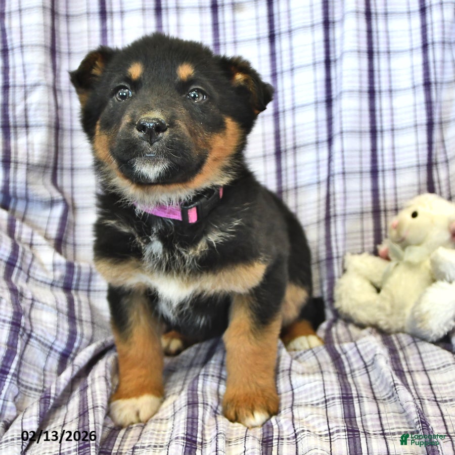 Mixed Breed dogs Heidi  - Ad 2