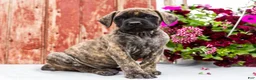 English Mastiff dogs for sale: Mackenzie - Ad 5