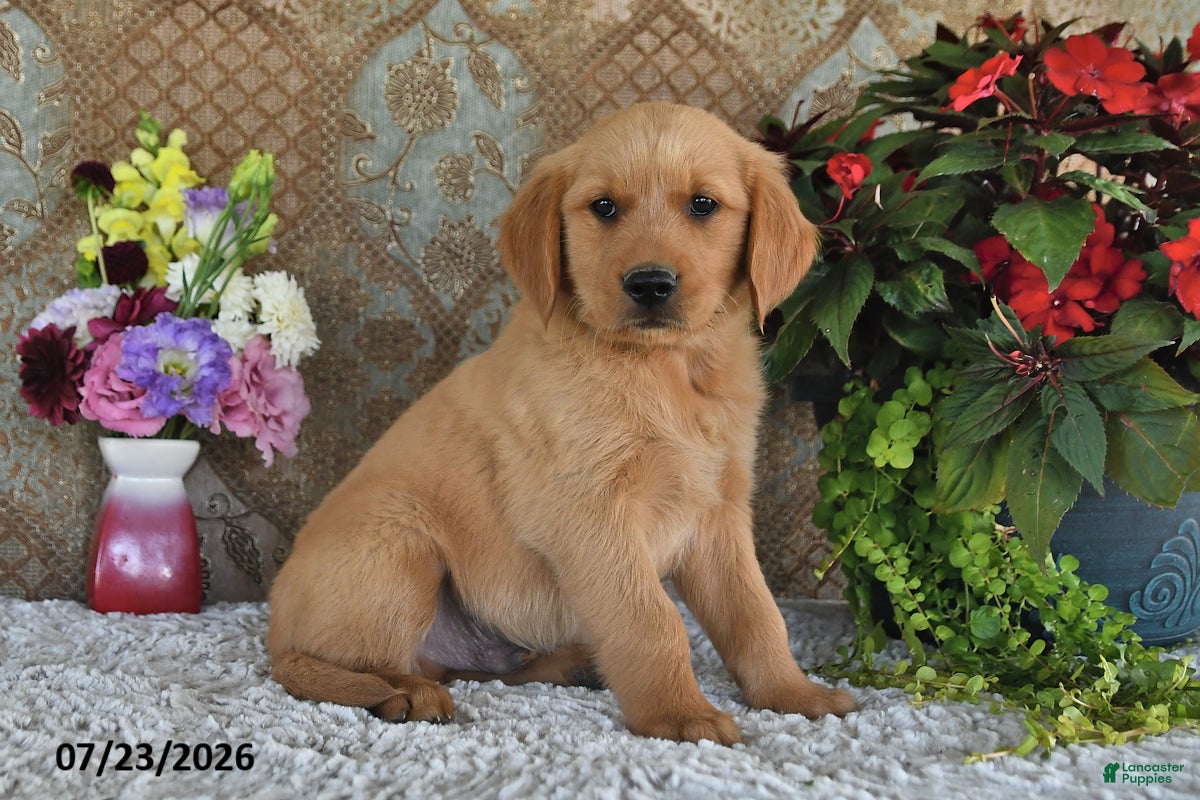 Golden Retriever dogs Mason - Ad 1