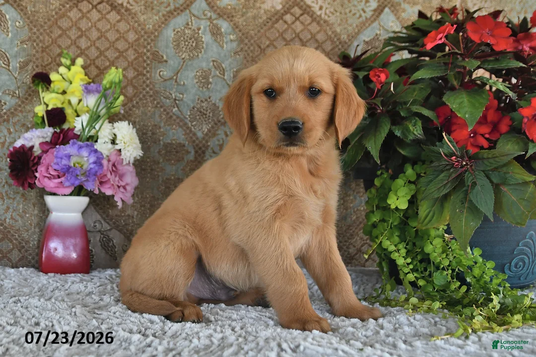 Golden Retriever dogs for sale: Mason - Ad 1