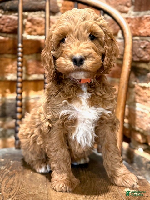 Irish Doodle dogs Archie - Ad 13