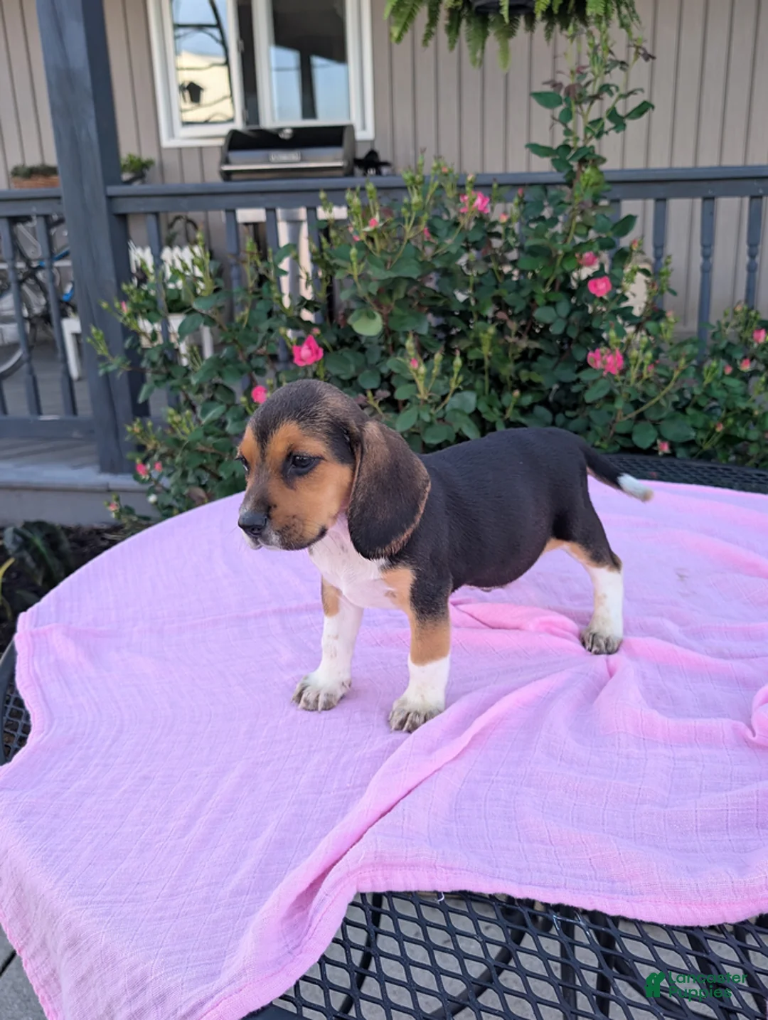 Beagle dogs for sale: Bella - Ad 3