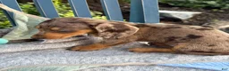 Miniature Dachshund dogs for sale: Theodora - Ad 10