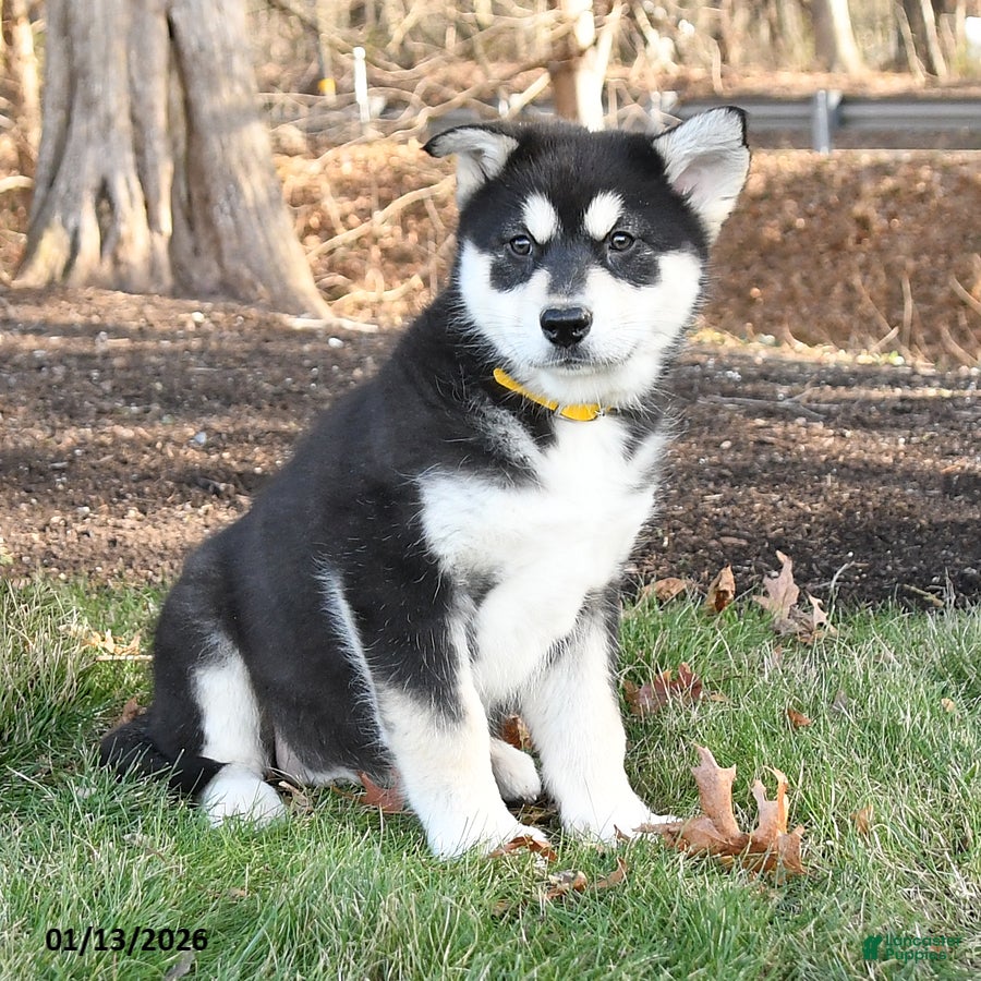 Alaskan Malamute dogs Sasha - Ad 2