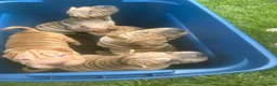 Shar Pei dogs for sale: Shar PeiPuppies - Ad 3