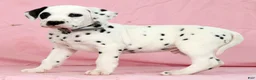 Dalmatian dogs for sale: Bandit - Ad 4