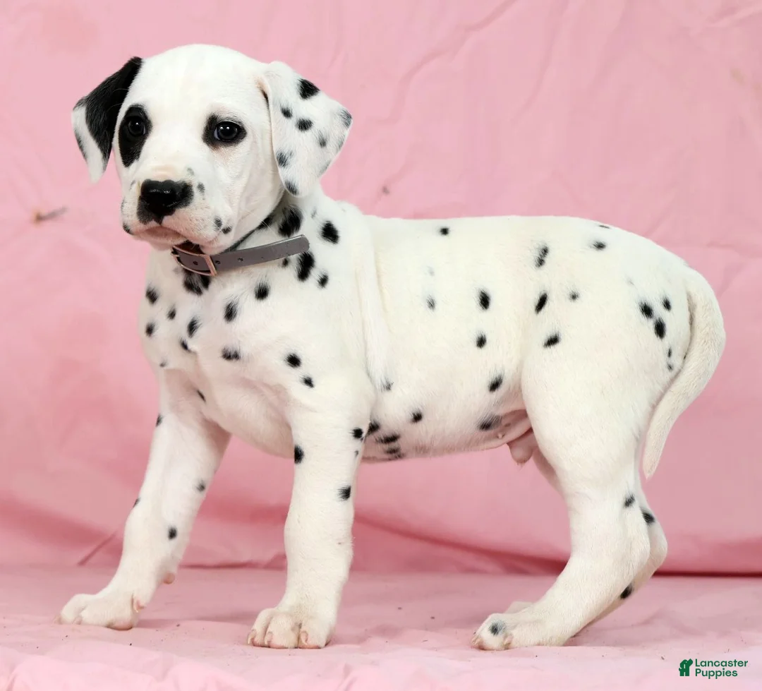 Dalmatian dogs for sale: Bandit - Ad 4