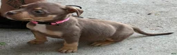 American Bully dogs for sale: American Bully 3 - Ad 12