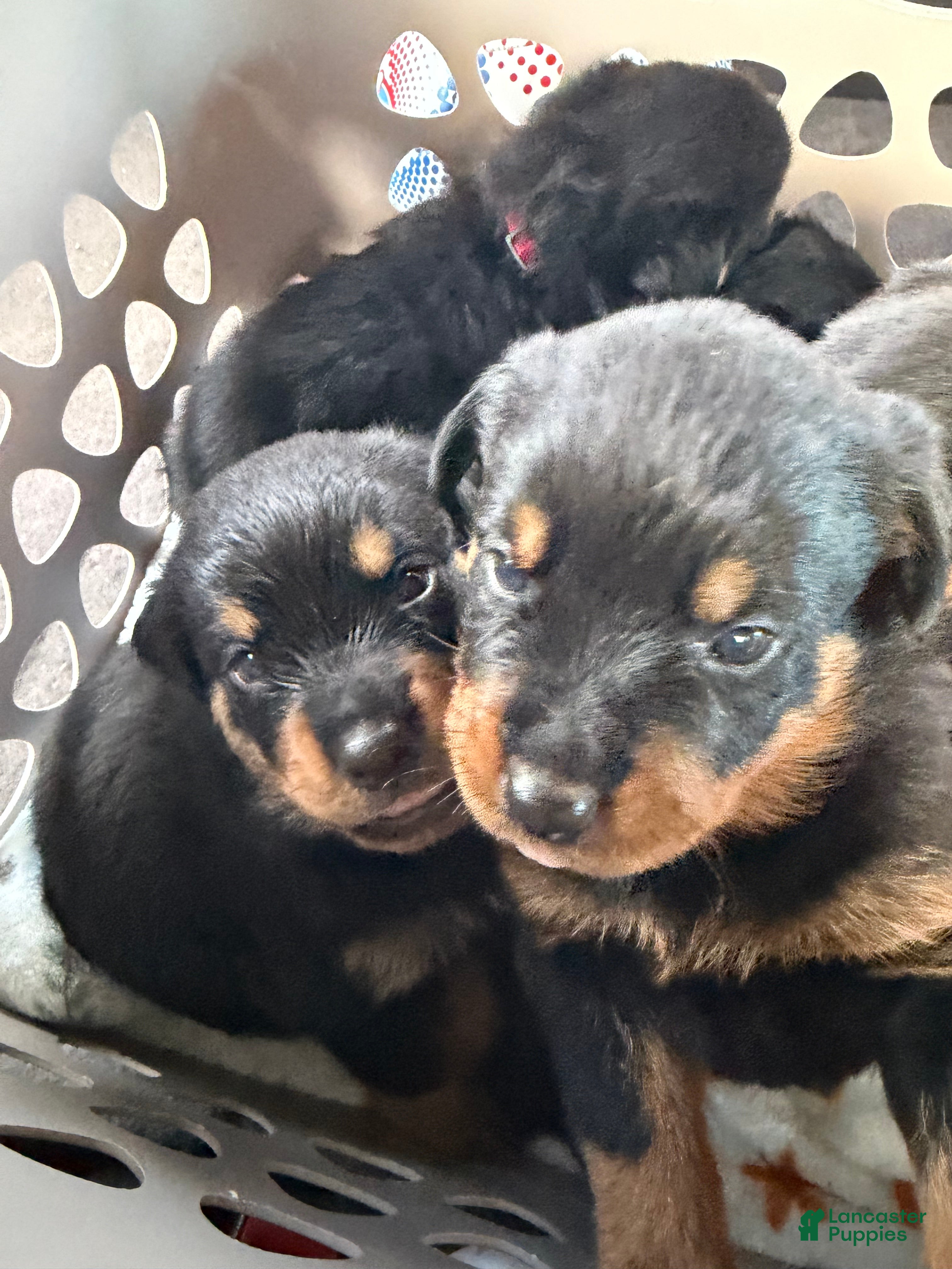 Rottweiler dogs Rottweiler 1 pink collar - Ad 15