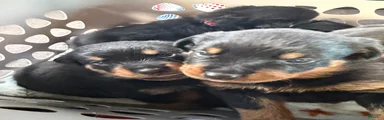 Rottweiler 1 pink collar