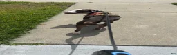 Mixed Breed dogs for sale: Mixed Breed 1 - Ad 3
