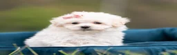 Maltipoo dogs for sale: Trixie - Ad 1