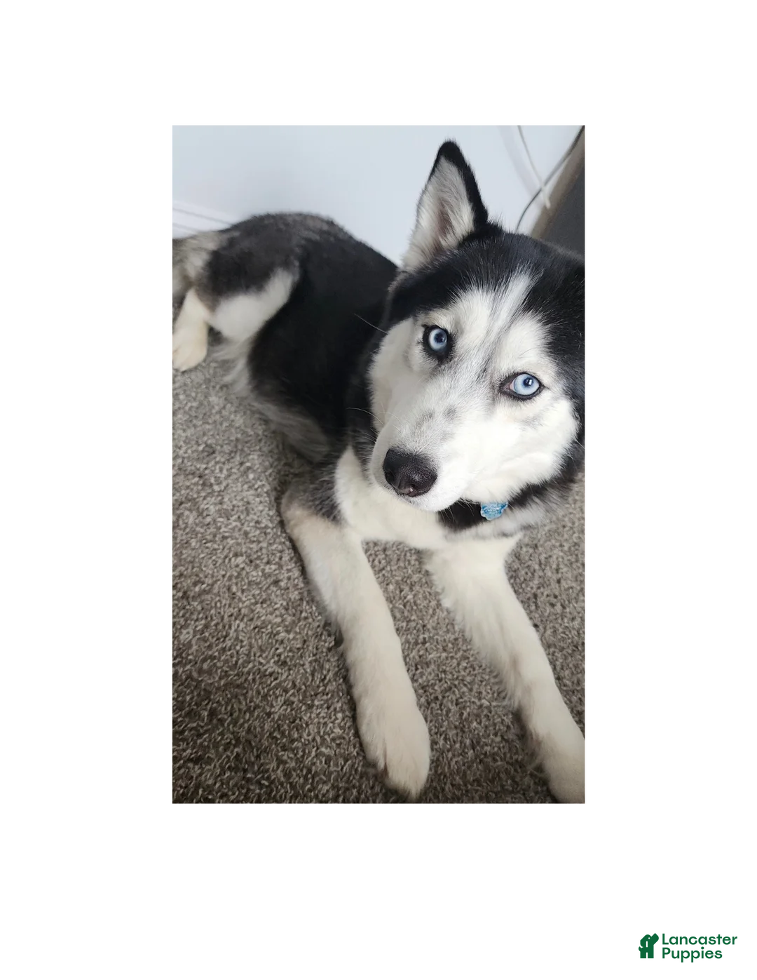 Siberian Husky dogs for sale: Cocoa - Ad 2