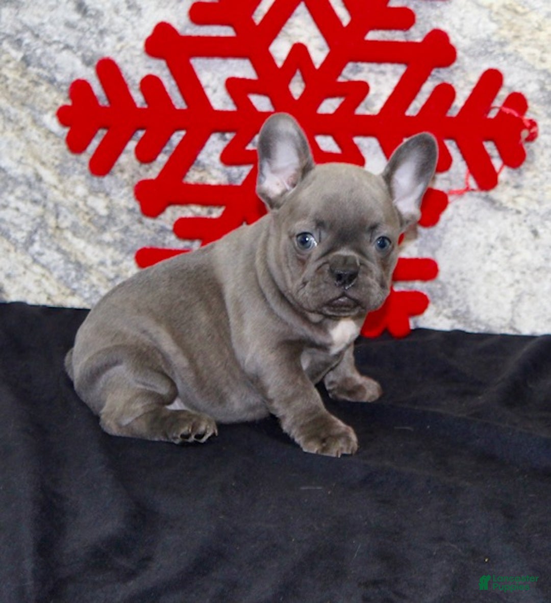 French Bulldog dogs for sale: Dixie - Ad 4