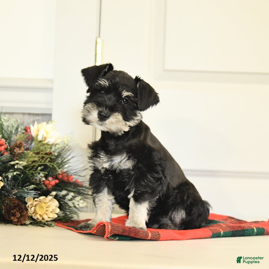 Miniature Schnauzer dogs Tinsel - Ad 14
