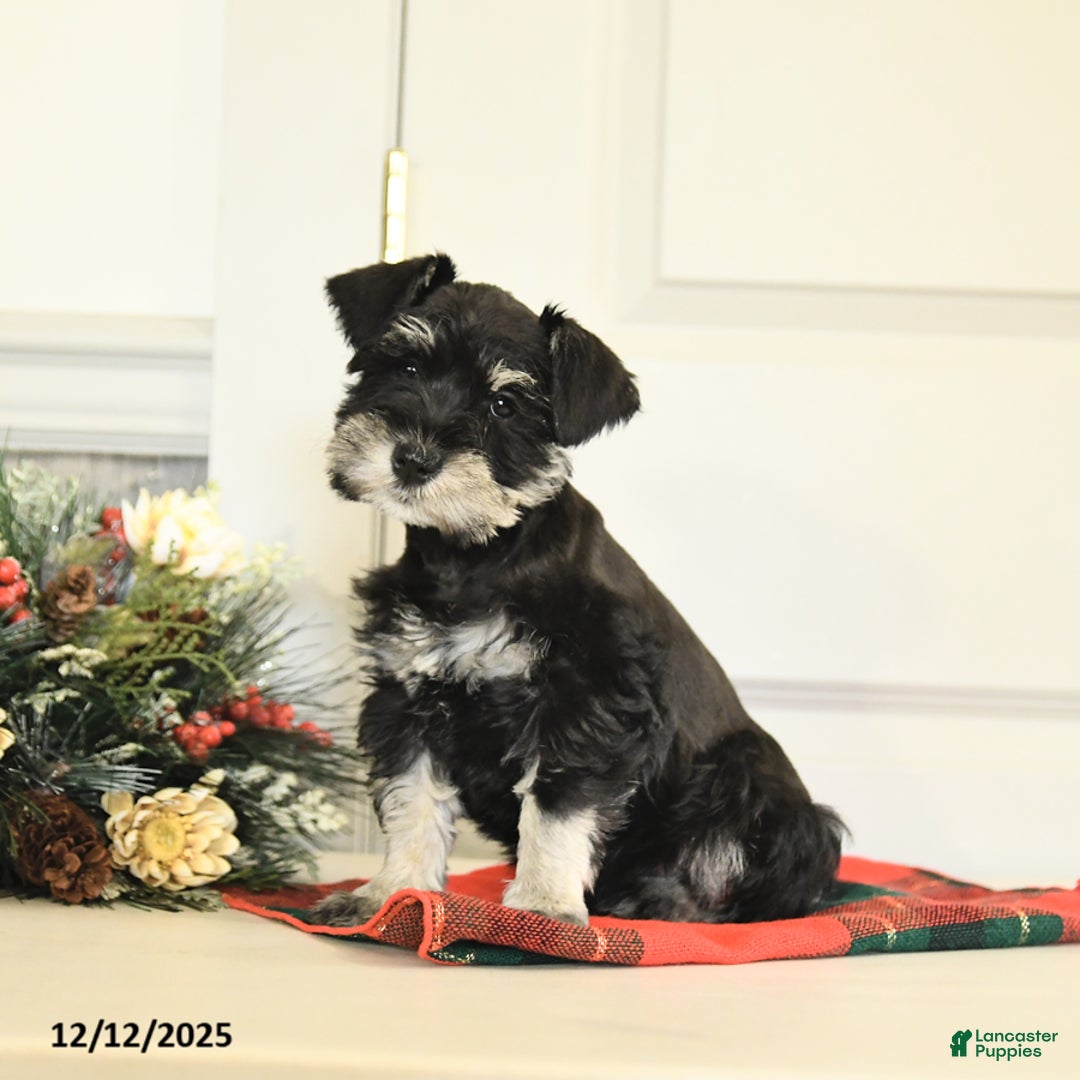 Miniature Schnauzer dogs for sale: Tinsel - Ad 1
