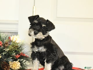Miniature Schnauzer dogs Tinsel - Ad 2