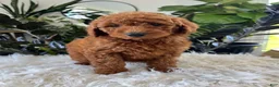 Mini Goldendoodle dogs for sale: Alani - Ad 5