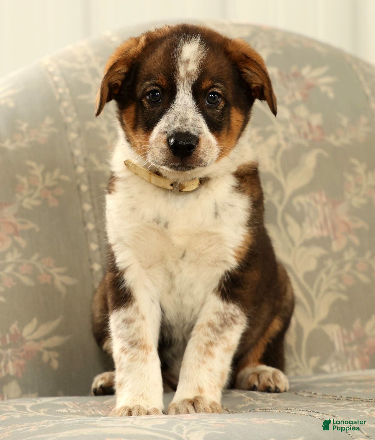 Australian Shepherd dogs Al - Ad 1