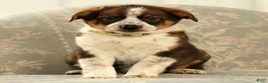Al