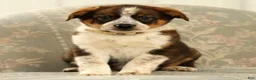 Australian Shepherd dogs for sale: Al - Ad 1