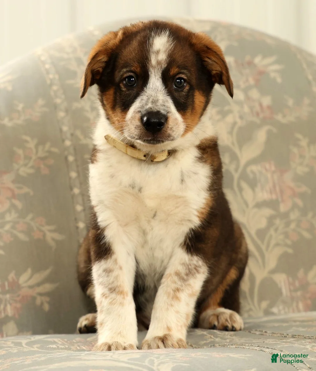 Australian Shepherd dogs for sale: Al - Ad 1