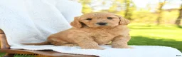Goldendoodle dogs for sale: Chester - Ad 1