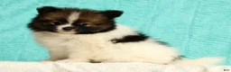 Pomeranian dogs for sale: Michael - Ad 6