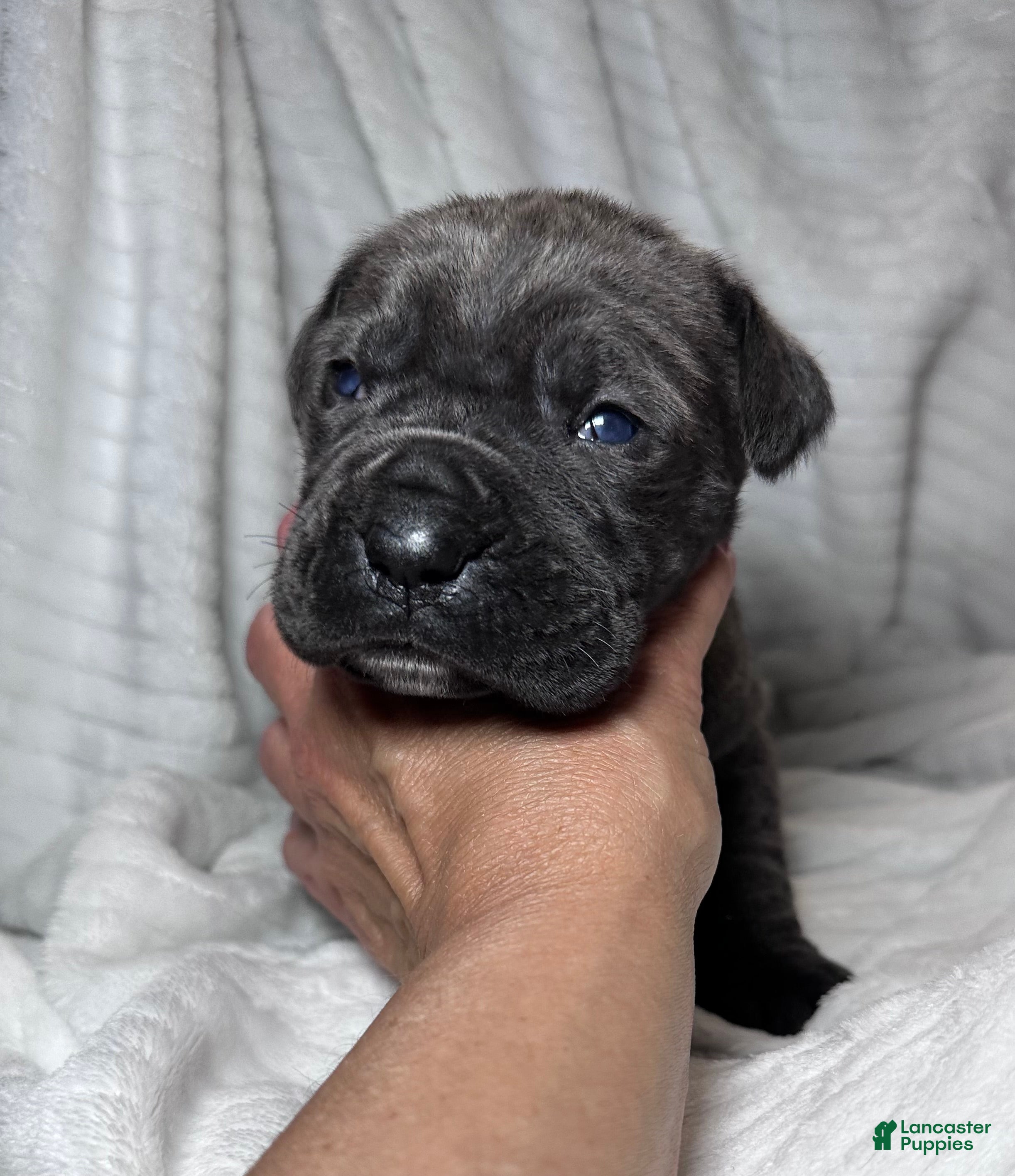 Cane Corso dogs Cane Corso Puppy 5 - Ad 35