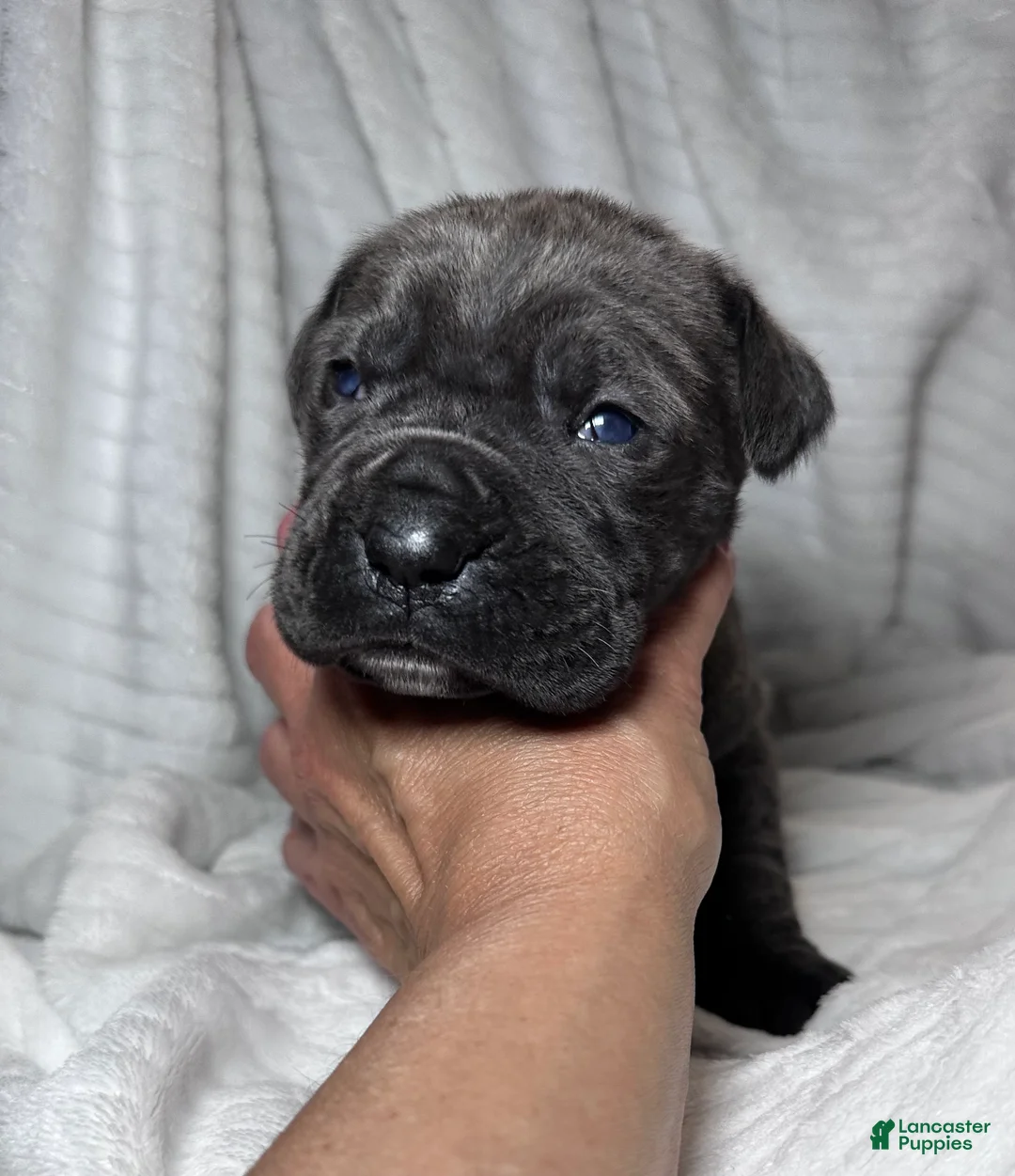 Cane Corso dogs for sale: Cane Corso Puppy 5 - Ad 1