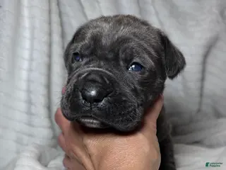 Cane Corso dogs Cane Corso Puppy 5 - Ad 32