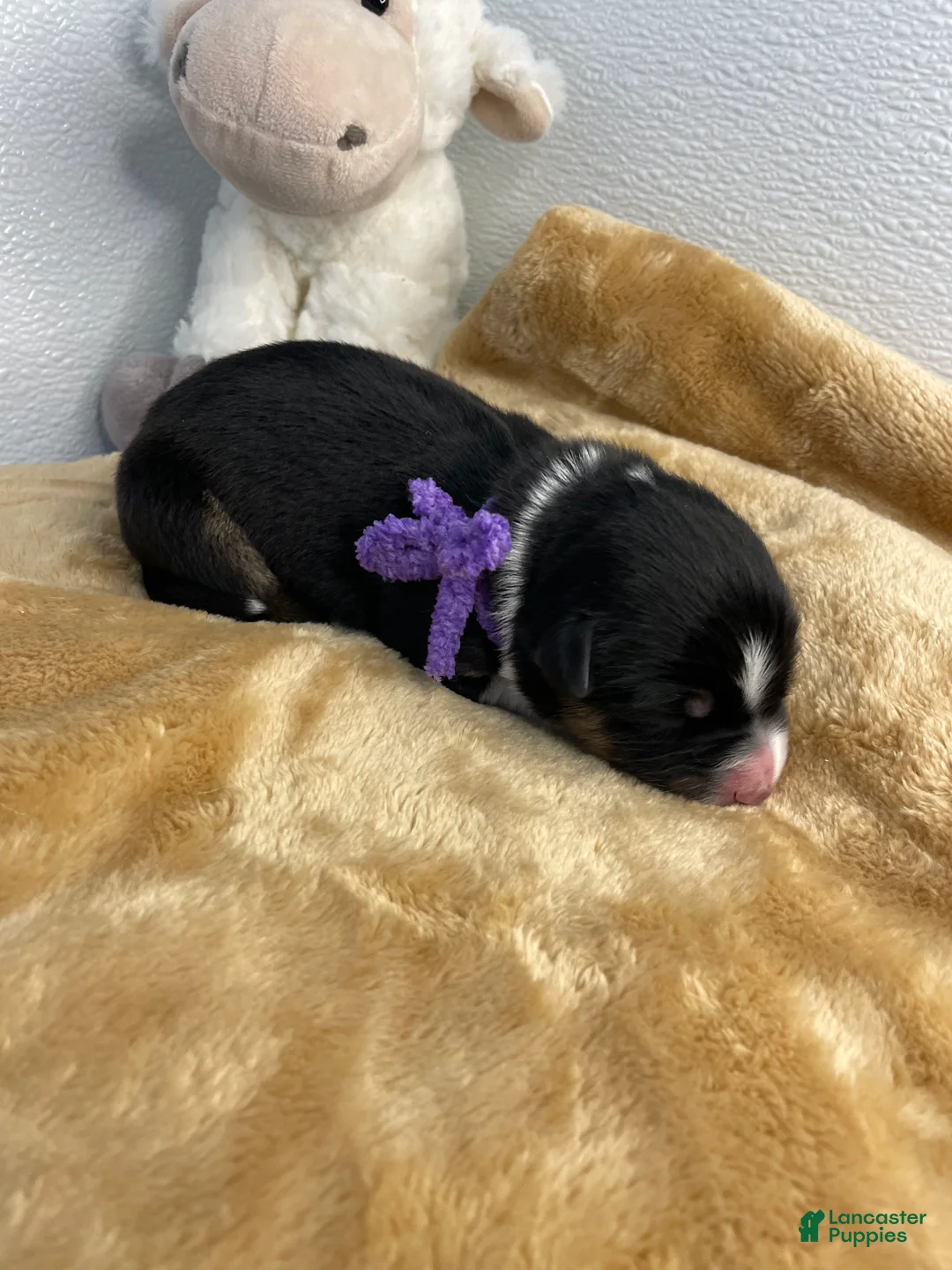 Australian Shepherd dogs for sale: Eddie - Ad 2