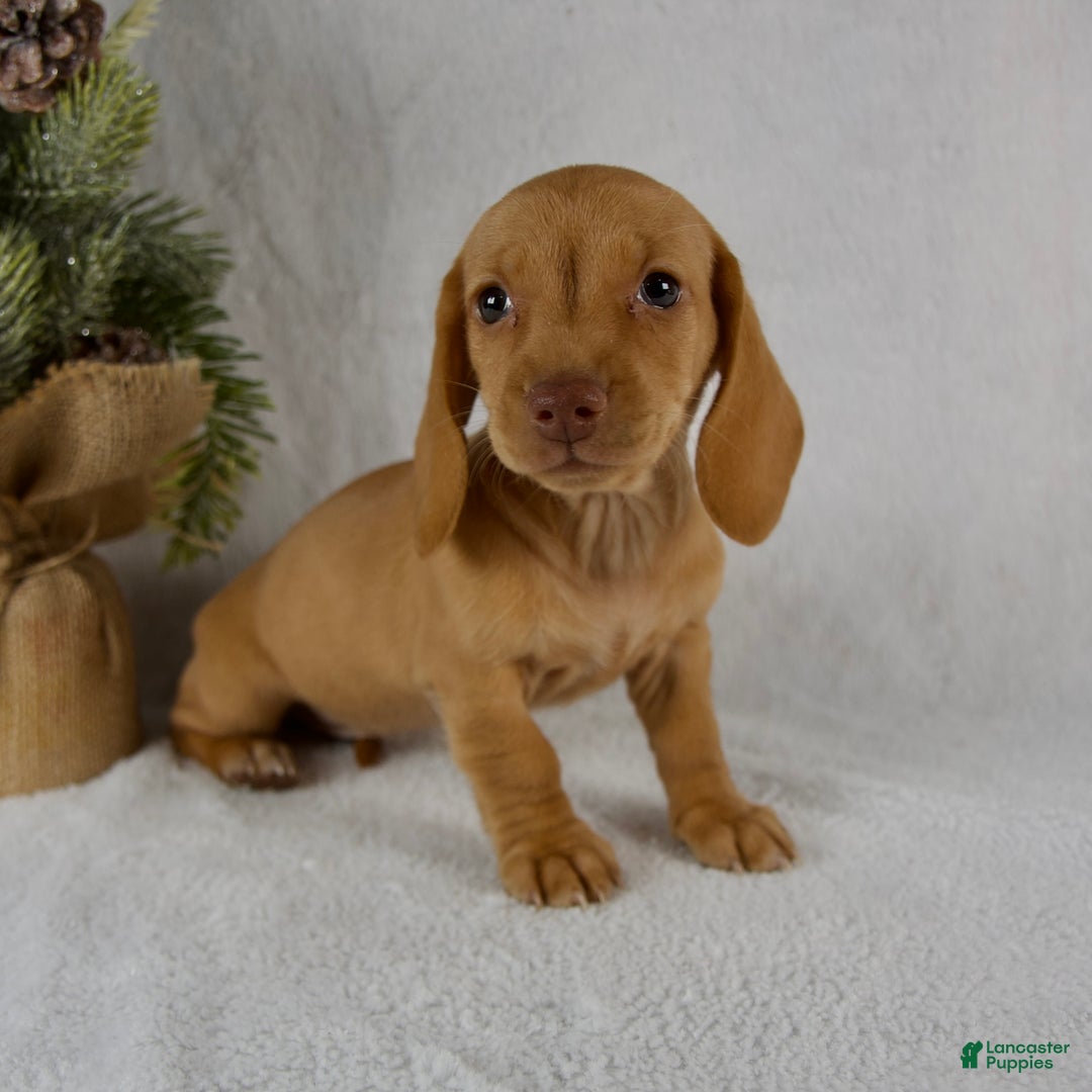 Miniature Dachshund dogs for sale: Stella - Ad 1