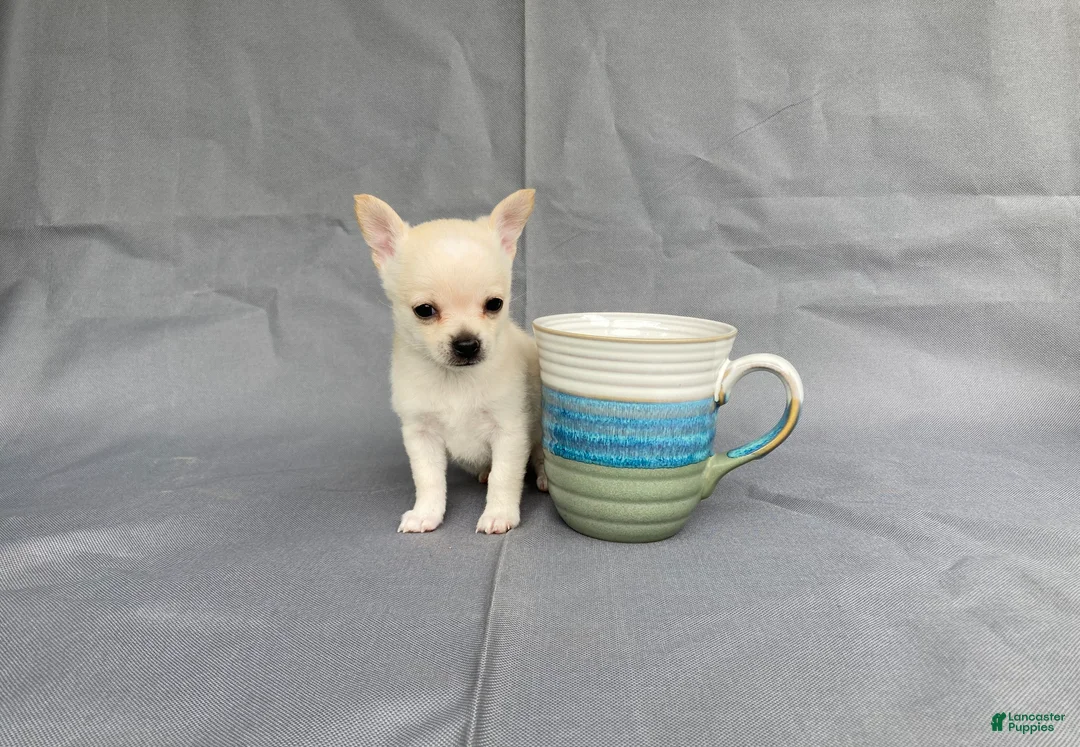 Chihuahua dogs for sale: Maisy - Ad 2