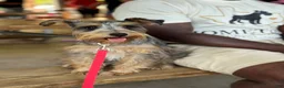 Miniature Schnauzer dogs for sale: Miniature Schnauzer 1 - Ad 2
