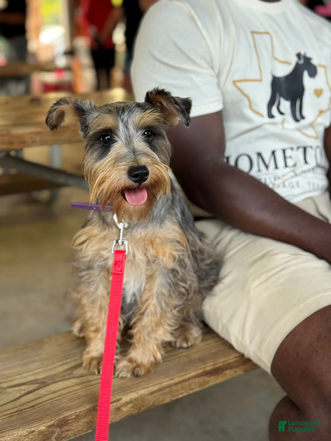 Miniature Schnauzer dogs for sale: Miniature Schnauzer 1 - Ad 2