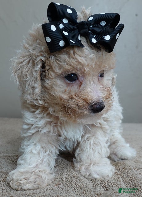 Toy Poodle dogs Rook!!!!!!!!!!!! - Ad 20