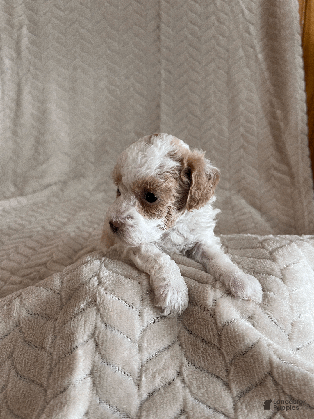 Toy Poodle dogs for sale: Gracie - Ad 5